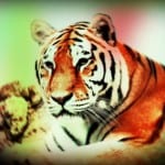 Tigris effektezve