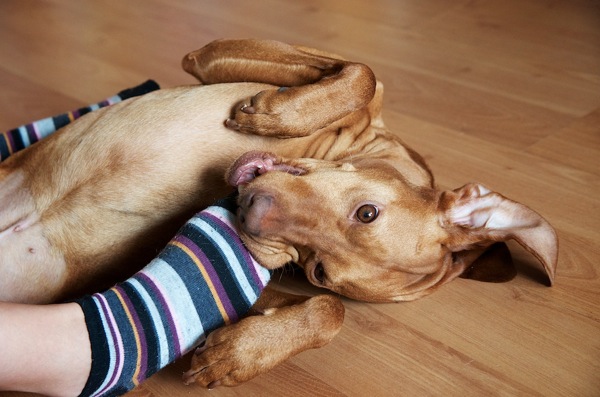 Álmos a rövid szőrű magyar vizsla