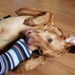 Álmos, a magyar vizsla