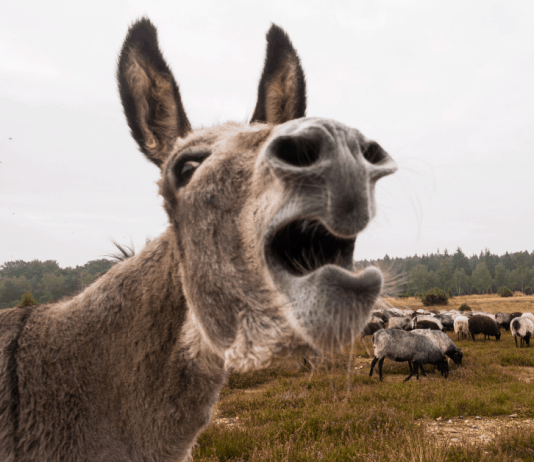 Google Ads javaslattétel esettanulmány